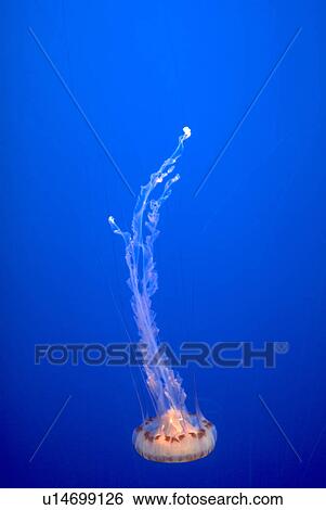 Stock Photograph - sea, nature, deep, beauty, texture, pattern. Fotosearch