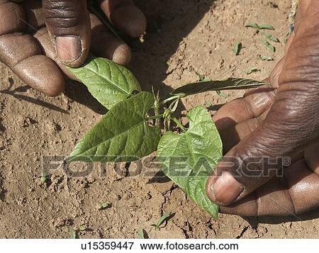 Stock Photo - seedling, pattern, zambia, person, nature, people. Fotosearch