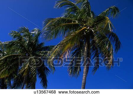 seen, two, trees, palm, coconut, flora View Large Photo Image Stock Photo - seen, two, trees, palm, coconut, flora. Fotosearch