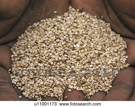 Stock Image - sesame, pattern, zambia, person, nature, people. Fotosearch