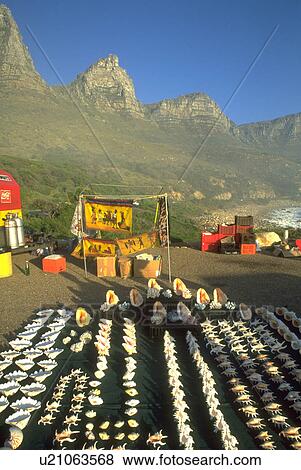 shells, capetown, coast, sale, sea View Large Photo Image Stock Photo - shells, capetown, coast, sale, sea. Fotosearch