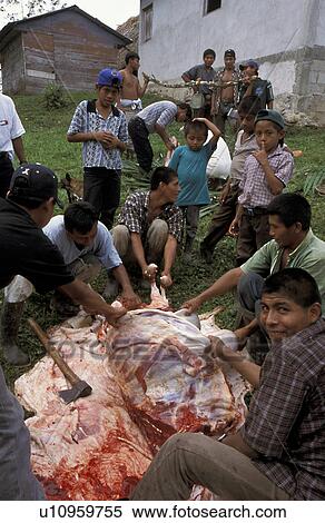Stock Photography - slaughtering, people, guatemala, 5636, person, christmas. Fotosearch