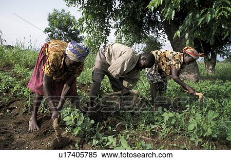 Stock Photography - soja, people, cultivating, ghana, person, family. Fotosearch