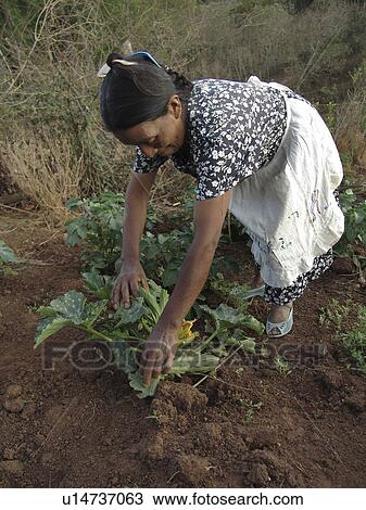 squash, people, harvesting, honduras, person, woman View Large Photo Image Stock Image - squash, people, harvesting, honduras, person, woman. Fotosearch