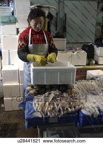 squid, people, korea, fish, person, food View Large Photo Image Stock Image - squid, people, korea, fish, person, food. Fotosearch