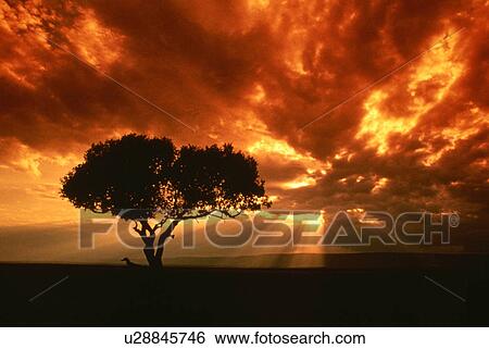 sun, sunlight, clouds, behind, probe, fingers View Large Photo Image Stock Photograph - sun, sunlight, clouds, behind, probe, fingers. Fotosearch