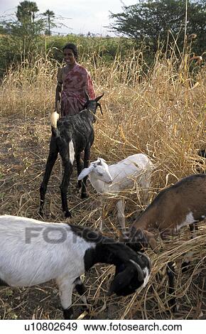 Stock Photo - sungarampatty, person, goatrearer, keelakottahi, india, people. Fotosearch