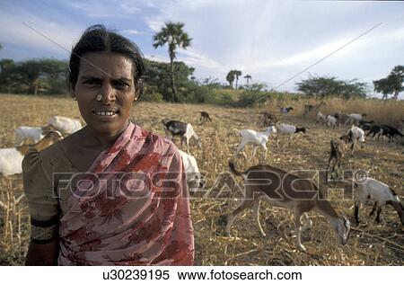 Stock Photography - sungarampatty, person, goatrearer, keelakottahi, india, people. Fotosearch