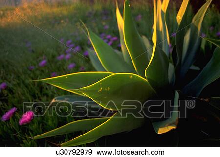 sunset, green, light, plant, succulent, sun View Large Photo Image Stock Photo - sunset, green, light, plant, succulent, sun. Fotosearch