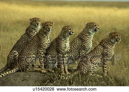 Stock Photo - teenage, sit, cheetahs, male, five. Fotosearch