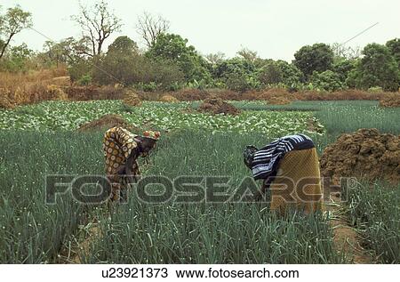 tending, person, mali, 3004, women, people View Large Photo Image Stock Image - tending, person, mali, 3004, women, people. Fotosearch
