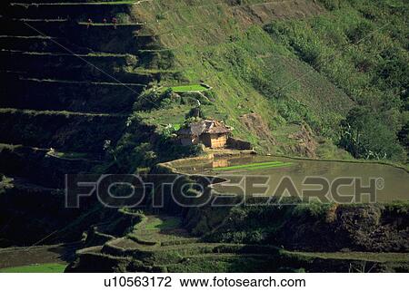 terraces, nature, rice, landscape, green, house View Large Photo Image Stock Image - terraces, nature, rice, landscape, green, house. Fotosearch
