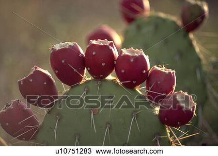 texture, bloom, fruit, sunrise, arizona, cactus View Large Photo Image Stock Image - texture, bloom, fruit, sunrise, arizona, cactus. Fotosearch