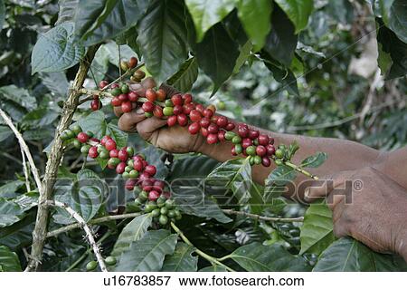 texture, pattern, person, coffee, nature, people View Large Photo Image Stock Photo - texture, pattern, person, coffee, nature, people. Fotosearch
