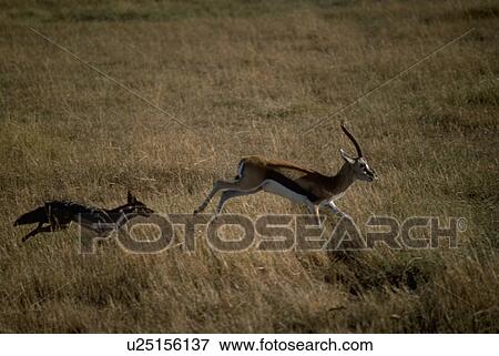 Stock Photo - thompsons, jackal, chasing, mesomelas, canis, blackbacked. Fotosearch