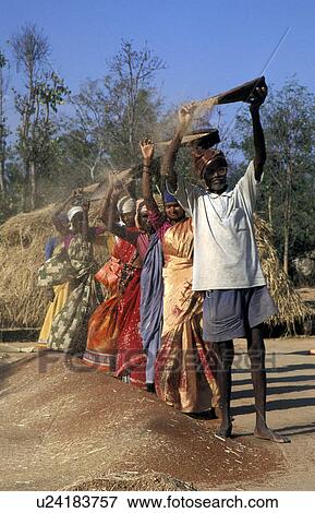 threshing, person, front, nrarayanappa, india, people View Large Photo Image Stock Photo - threshing, person, front, nrarayanappa, india, people. Fotosearch
