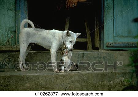 together, white, playing, dog, kitten, black View Large Photo Image Stock Photo - together, white, playing, dog, kitten, black. Fotosearch