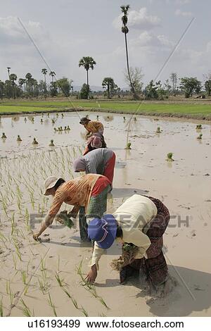 transplanting, people, farmers, cambodia, person, food View Large Photo Image Stock Photo - transplanting, people, farmers, cambodia, person, food. Fotosearch