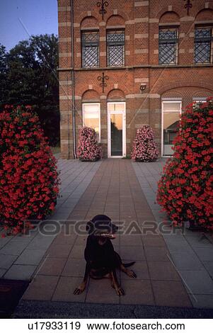 trees, flowers, building, front, sitting, dog View Large Photo Image Stock Photo - trees, flowers, building, front, sitting, dog. Fotosearch