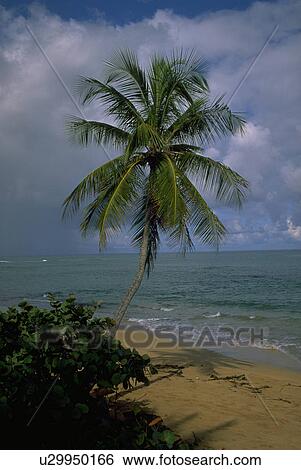 Stock Photograph - tropics, nature, island, scene, tropical, beach. Fotosearch