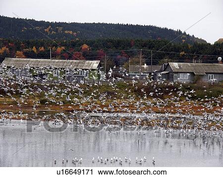 tunaycha, person, lake, seagulls, russia, people View Large Photo Image Stock Image - tunaycha, person, lake, seagulls, russia, people. Fotosearch