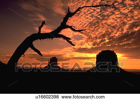Stock Photo - valley, dead, monument, branch, tree, mesas. Fotosearch