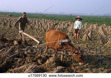 vietnam, person, oxen, plow, 5473, people View Large Photo Image Stock Image - vietnam, person, oxen, plow, 5473, people. Fotosearch