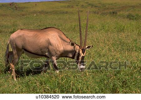 view, oryx, side, antelope, gazella, gemsbok View Large Photo Image Stock Image - view, oryx, side, antelope, gazella, gemsbok. Fotosearch