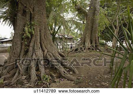 wat, person, trees, old, laos, people View Large Photo Image Stock Photo - wat, person, trees, old, laos, people. Fotosearch