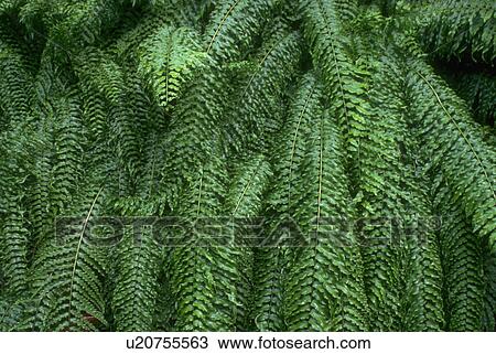 Stock Image - waterfall, textures, design, graphic, patterns, background. Fotosearch