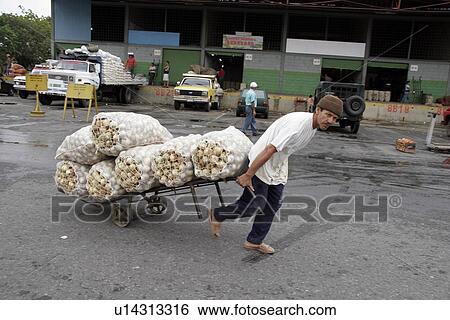 wholesale, people, venezuela, person, fruit, food View Large Photo Image Stock Photograph - wholesale, people, venezuela, person, fruit, food. Fotosearch