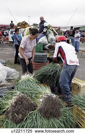 wholesale, people, venezuela, person, fruit, food View Large Photo Image Stock Photography - wholesale, people, venezuela, person, fruit, food. Fotosearch