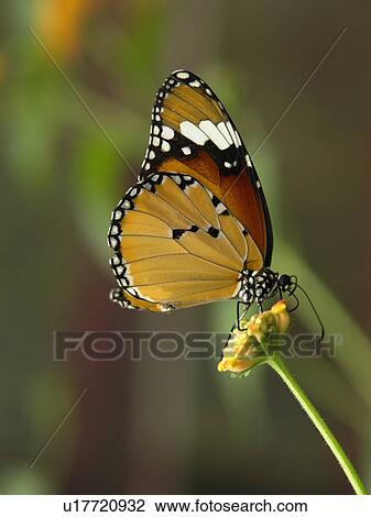 wildlife, nature, province, yunnan, china, butterfly View Large Photo Image Stock Image - wildlife, nature, province, yunnan, china, butterfly. Fotosearch