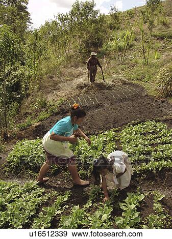 working, person, villagers, group, honduras, people View Large Photo Image Stock Photo - working, person, villagers, group, honduras, people. Fotosearch