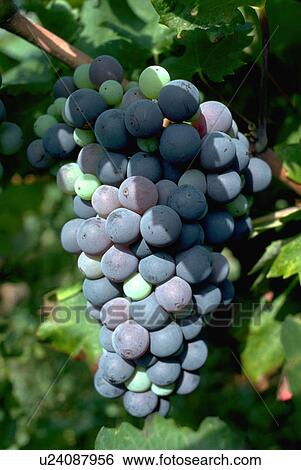 Stock Photograph - yugoslavia, bunch, vineyard, hang, grapes, ripe. Fotosearch