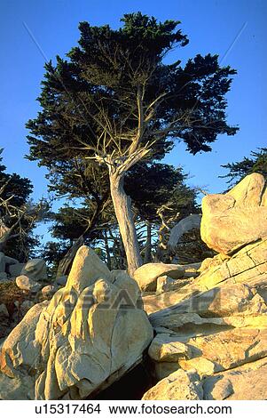 17, nature, california, carmel, beauty, tree View Large Photo Image Picture - 17, nature, california, carmel, beauty, tree. Fotosearch