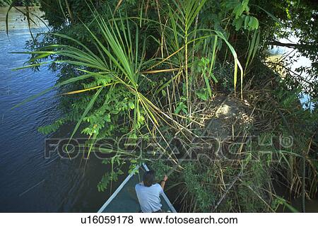 Stock Photo - amazon, ecuador, forest, rain, water. Fotosearch
