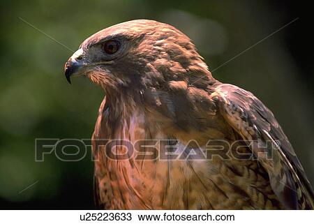 animals, bird, portrait, falcon, california, hawk View Large Photo Image Stock Image - animals, bird, portrait, falcon, california, hawk. Fotosearch