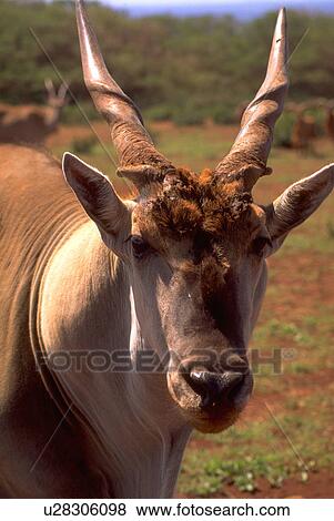 antelope, cape, oryx, taurotragus, eland, male View Large Photo Image Stock Photo - antelope, cape, oryx, taurotragus, eland, male. Fotosearch