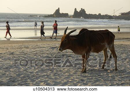 arambol, people, cows, india, person, beach View Large Photo Image Stock Image - arambol, people, cows, india, person, beach. Fotosearch