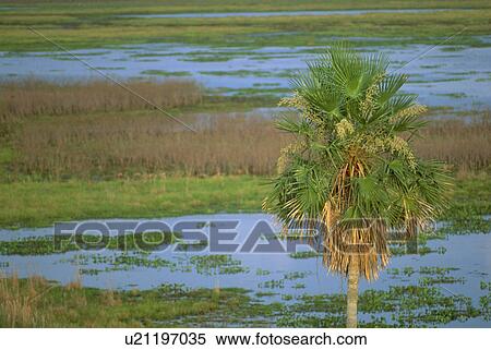 area, butterfly, swampy, palm, beauty, tree View Large Photo Image Stock Photography - area, butterfly, swampy, palm, beauty, tree. Fotosearch