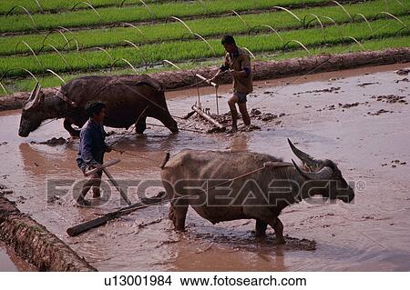 asia, paddies, china, southern, xishuangbanna, rice View Large Photo Image Picture - asia, paddies, china, southern, xishuangbanna, rice. Fotosearch