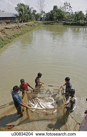 bangladesh, water, fish, person, people, business View Large Photo Image Picture - bangladesh, water, fish, person, people, business. Fotosearch