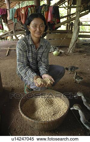 beans, people, soy, cambodia, person, woman View Large Photo Image Stock Photography - beans, people, soy, cambodia, person, woman. Fotosearch