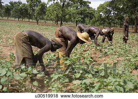Stock Photo - beans, person, cultivatingsoja, men, ghana, people. Fotosearch