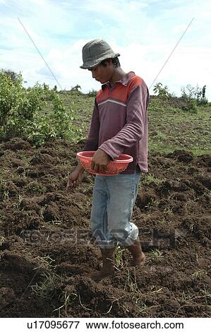 Stock Photo - beans, person, soy, planting, cambodia, people. Fotosearch