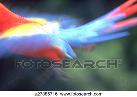 beautiful, nature, provides, macaw, texture, pattern View Large Photo Image Stock Photograph - beautiful, nature, provides, macaw, texture, pattern. Fotosearch