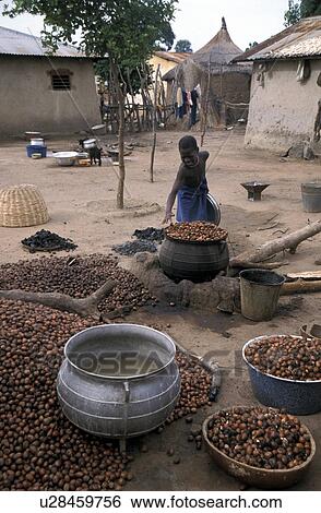 Stock Photograph - bembereke, person, chestnuts, drying, benin, people. Fotosearch