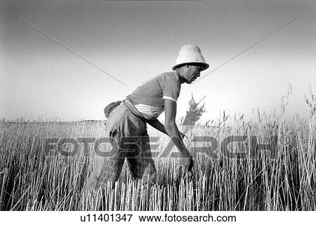 Stock Photo - black, farming, white, 396. Fotosearch