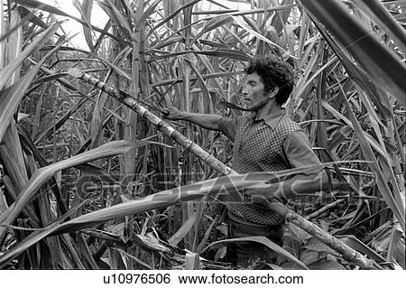 black, harvesting, farming, white, 399 View Large Photo Image Stock Photograph - black, harvesting, farming, white, 399. Fotosearch